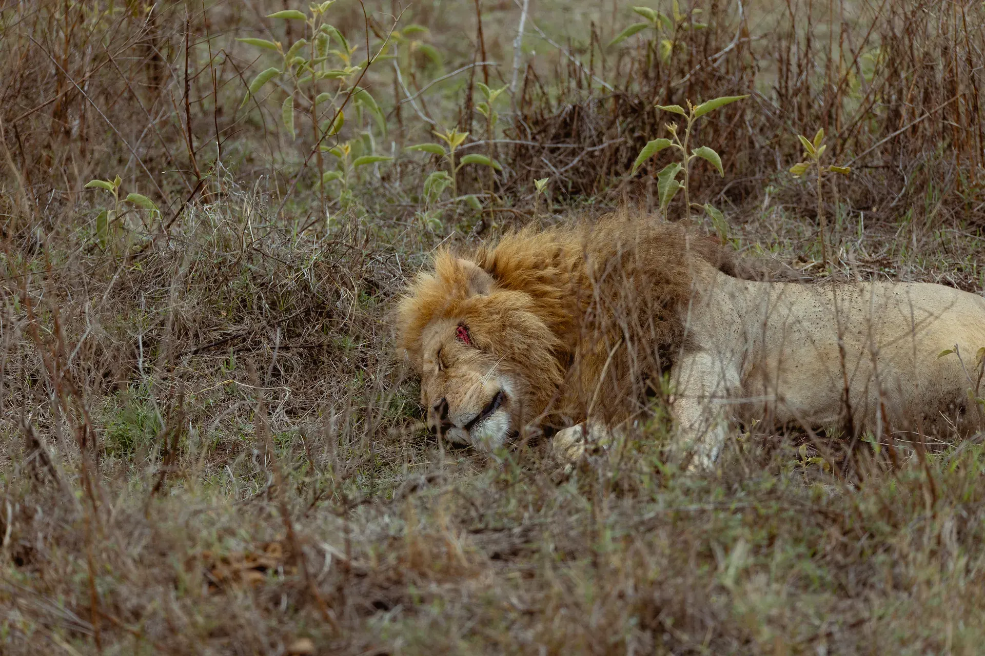 Wildlife in an East African safari landscape